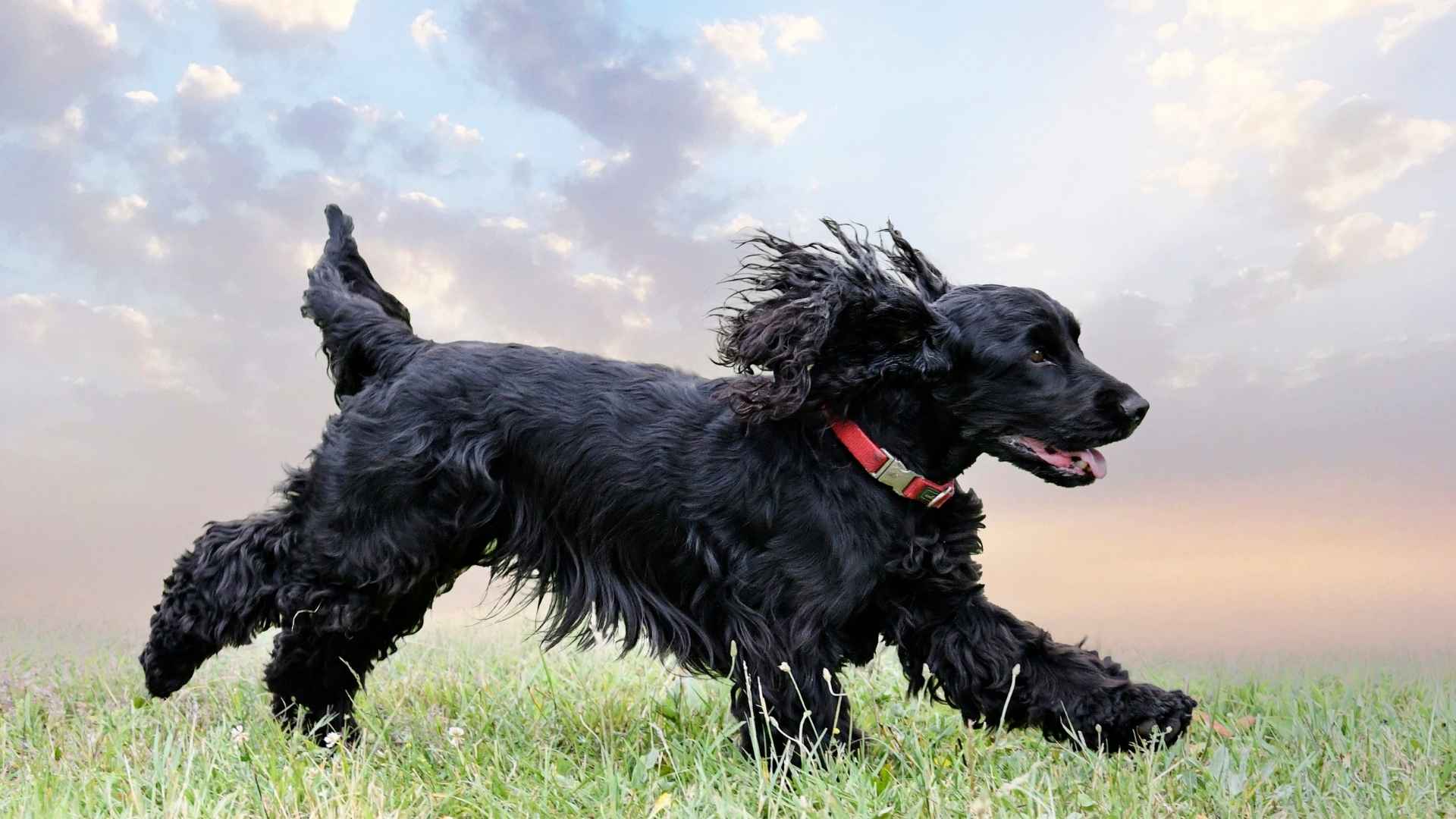 perro Cocker Spaniel negro